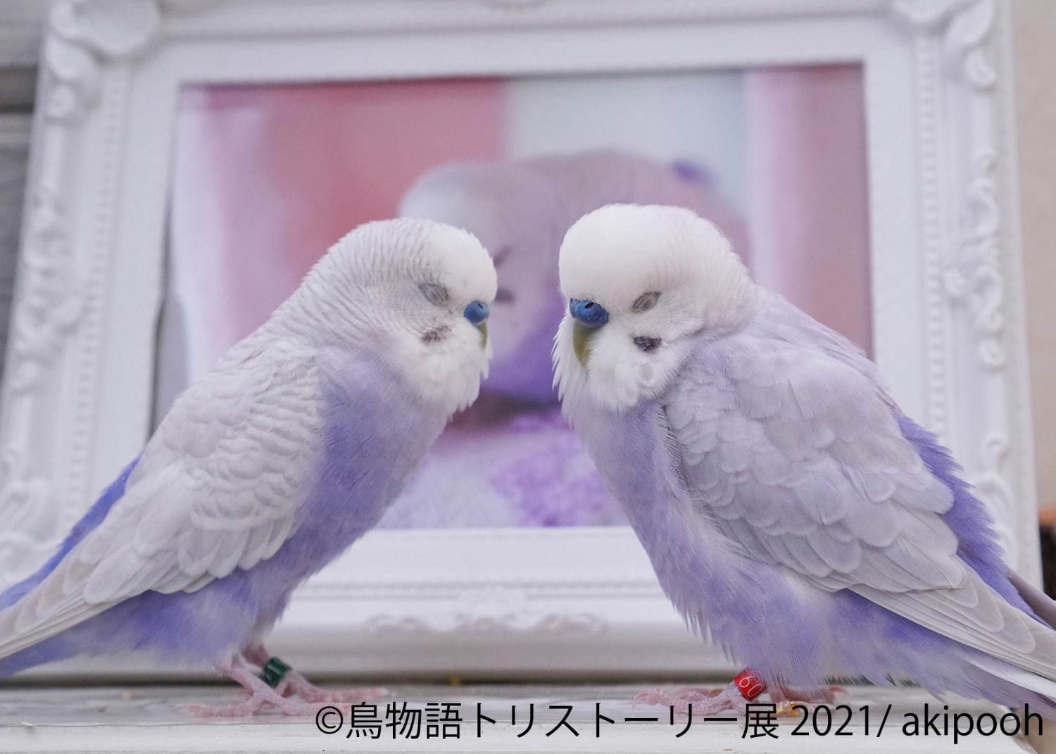 「⿃物語トリストーリー展」東京＆名古屋で“幻の鳥”やインコの美しい写真、人気クリエイターのグッズも｜写真3