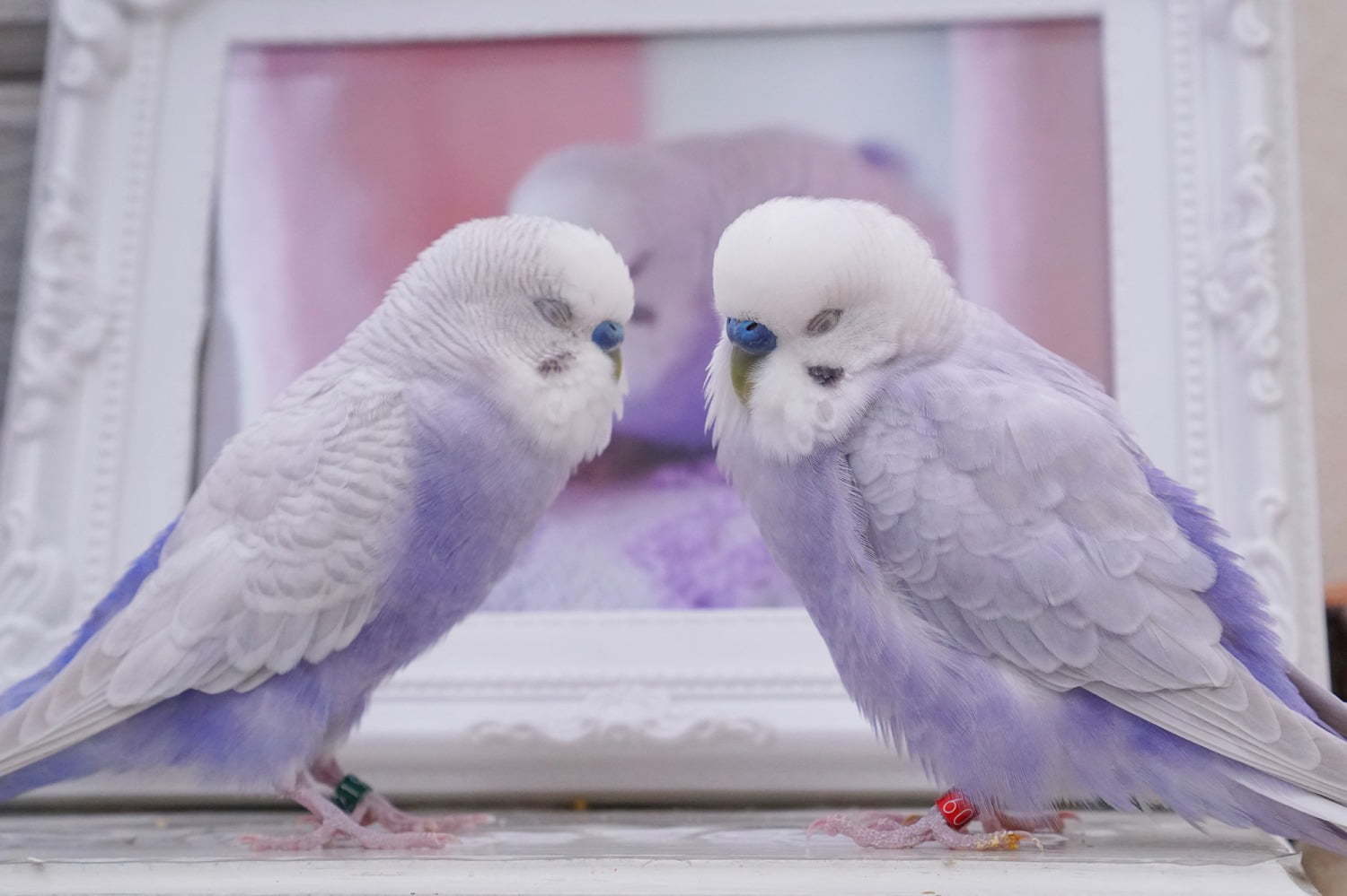 物語トリストーリー展 東京 名古屋で 幻の鳥 やインコの美しい写真 人気クリエイターのグッズも ファッションプレス 物語トリストーリー展 東京 名古屋で 幻の鳥 やインコの美しい写真 人気クリエイターのグッズも ファッションプレス