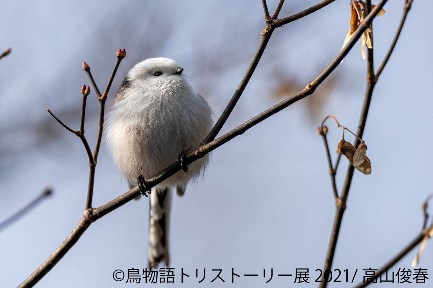 「⿃物語トリストーリー展」東京＆名古屋で“幻の鳥”やインコの美しい写真、人気クリエイターのグッズも｜写真7