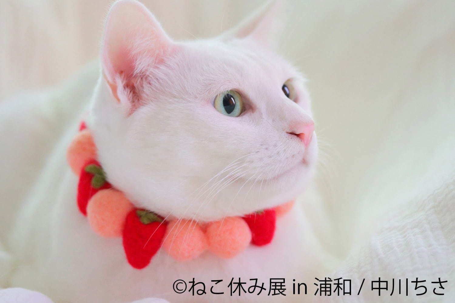 猫の合同写真展「ねこ休み展」浦和パルコで、“ほんわか癒し系”猫写真を展示＆限定グッズ販売も｜写真9
