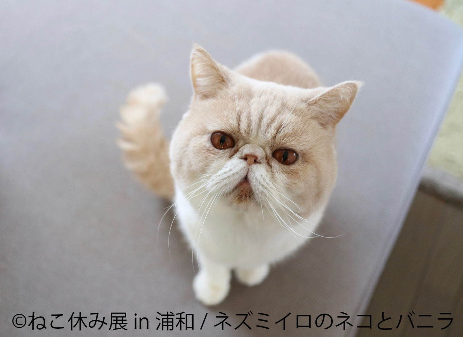 猫の合同写真展「ねこ休み展」浦和パルコで、“ほんわか癒し系”猫写真を展示＆限定グッズ販売も｜写真7