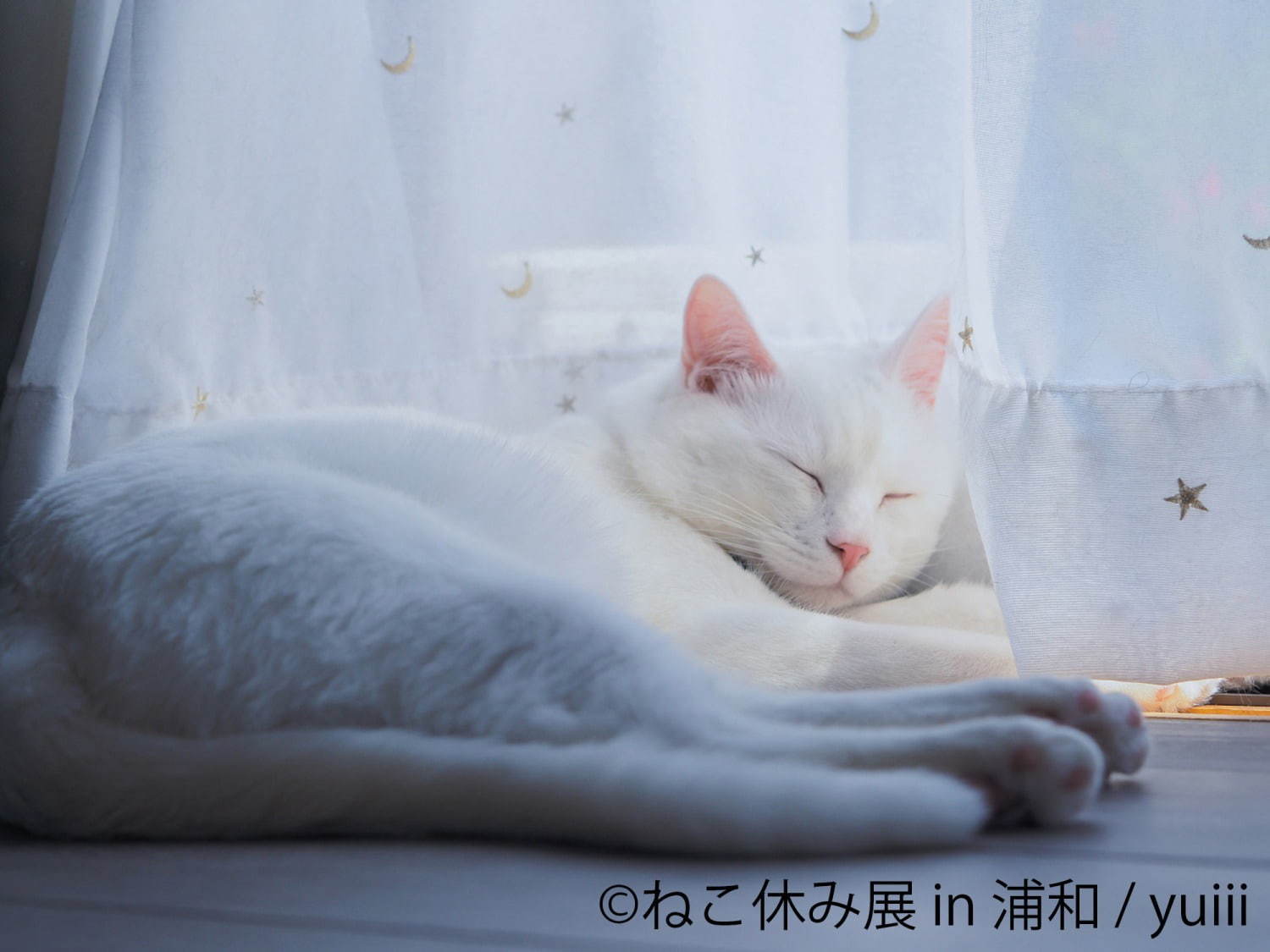 猫の合同写真展「ねこ休み展」浦和パルコで、“ほんわか癒し系”猫写真を展示＆限定グッズ販売も｜写真6
