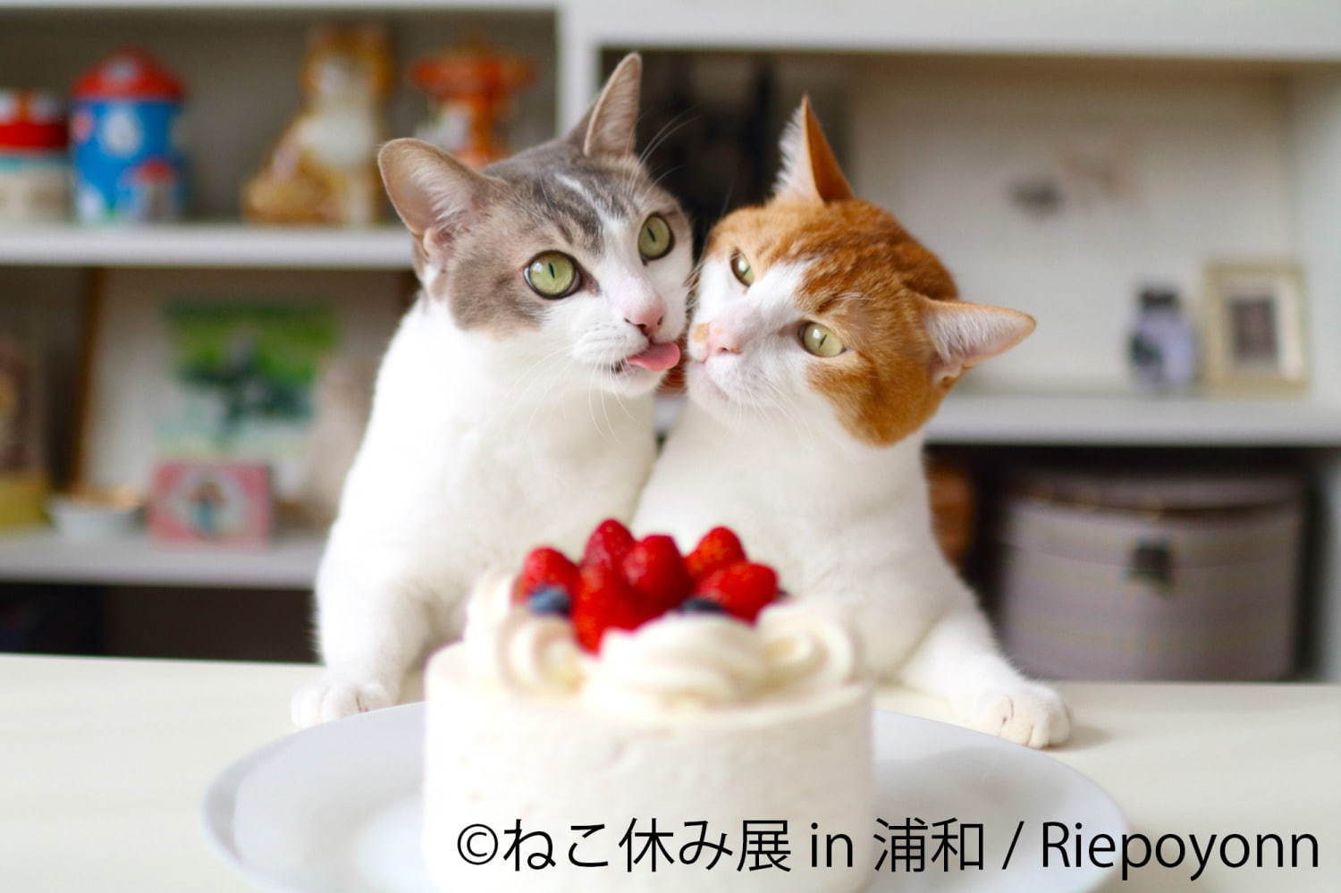 猫の合同写真展「ねこ休み展」浦和パルコで、“ほんわか癒し系”猫写真を展示＆限定グッズ販売も｜写真4