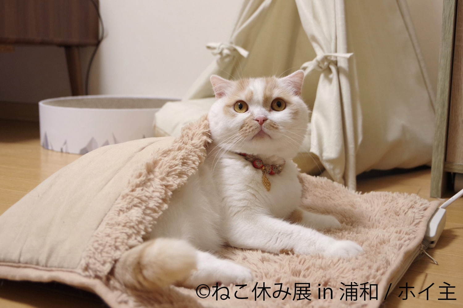 猫の合同写真展「ねこ休み展」浦和パルコで、“ほんわか癒し系”猫写真を展示＆限定グッズ販売も｜写真8