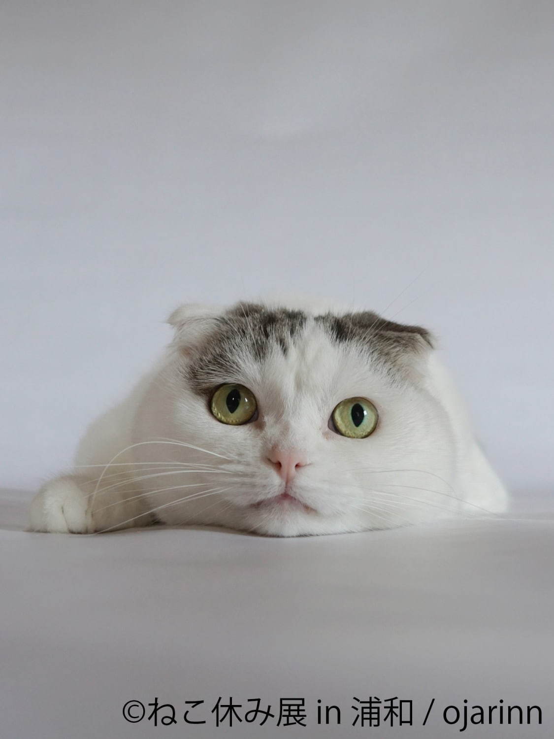 猫の合同写真展「ねこ休み展」浦和パルコで、“ほんわか癒し系”猫写真を展示＆限定グッズ販売も｜写真3