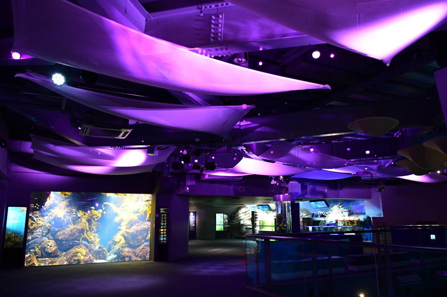 新江ノ島水族館の春イベント - クラゲ×桜の幻想空間＆アマゾンの魚など世界各地の生き物集結｜写真1