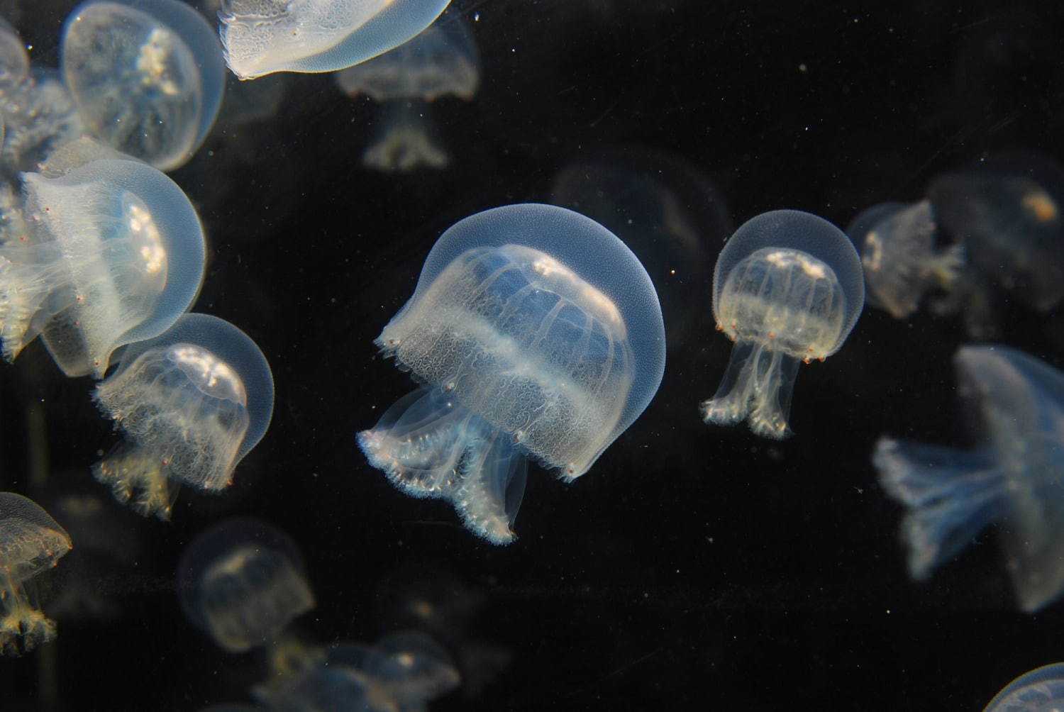 新江ノ島水族館の春イベント - クラゲ×桜の幻想空間＆アマゾンの魚など世界各地の生き物集結｜写真2