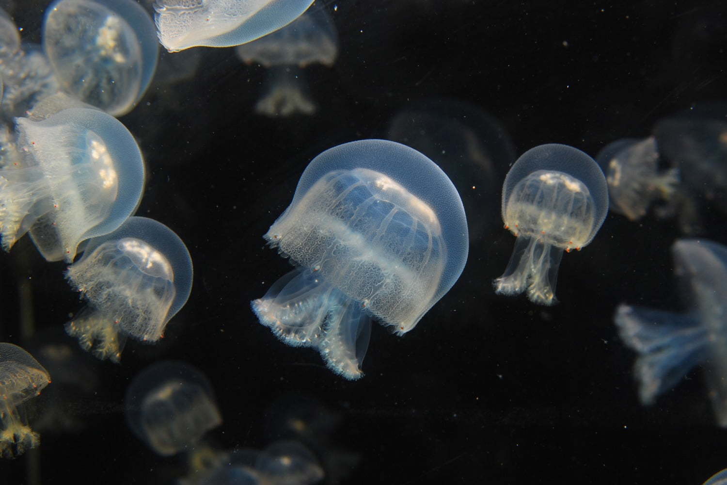 Dmmかりゆし水族館 イーアス沖縄豊崎に誕生 最新の映像表現を駆使したエンタテイメント水族館 ファッションプレス