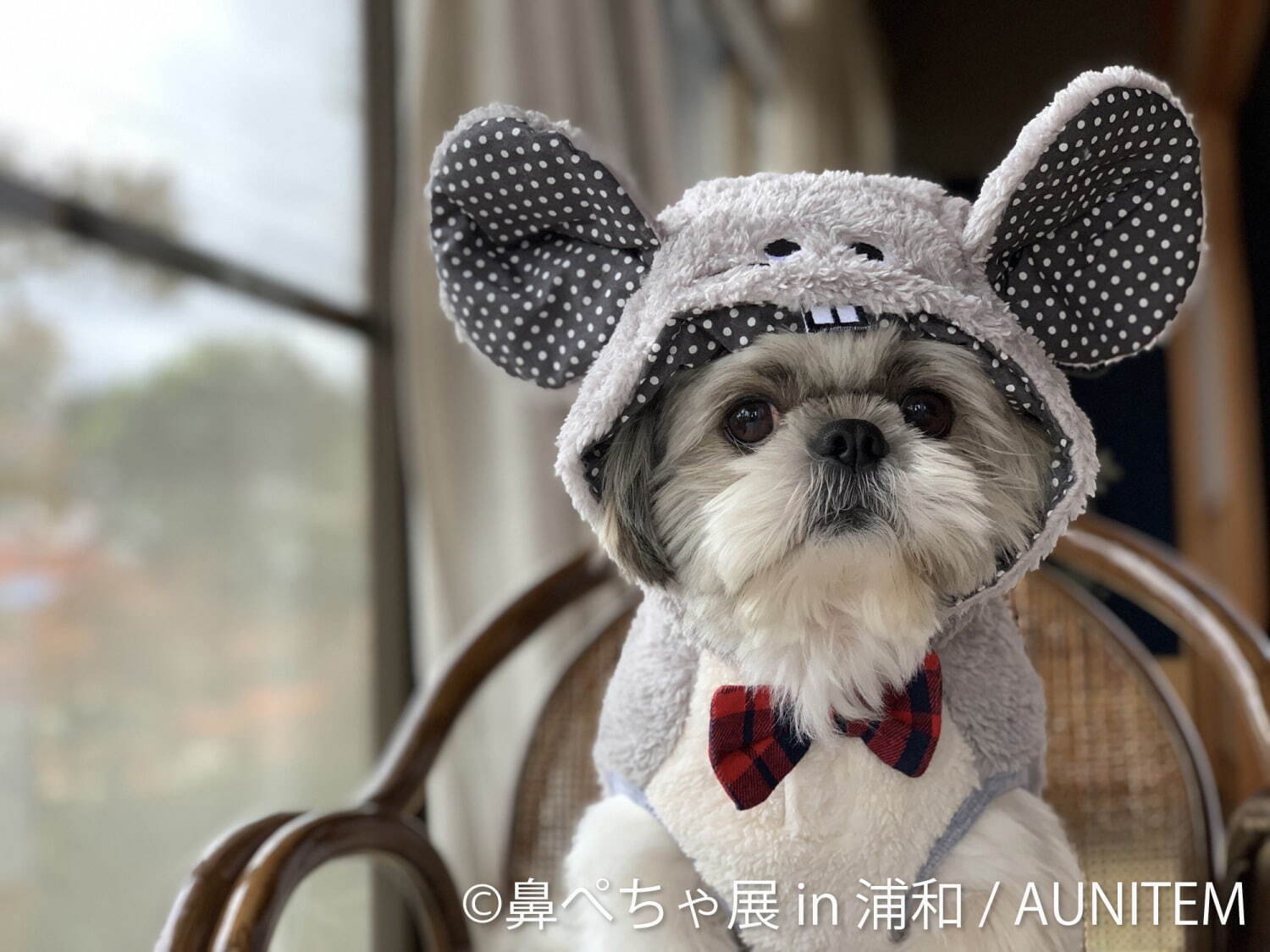 鼻ぺちゃ犬 の合同写真展 物販展が埼玉 浦和に初上陸 チワワの作品やパグの限定グッズ ファッションプレス 鼻ぺちゃ犬 の合同写真展 物販展が埼玉 浦和に初上陸 チワワの作品やパグの限定グッズ ファッションプレス