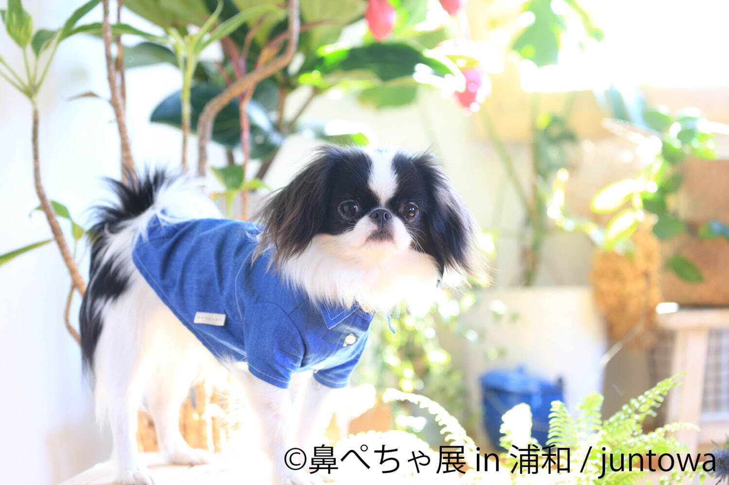 “鼻ぺちゃ犬”の合同写真展＆物販展が埼玉・浦和に初上陸、チワワの作品やパグの限定グッズ｜写真8
