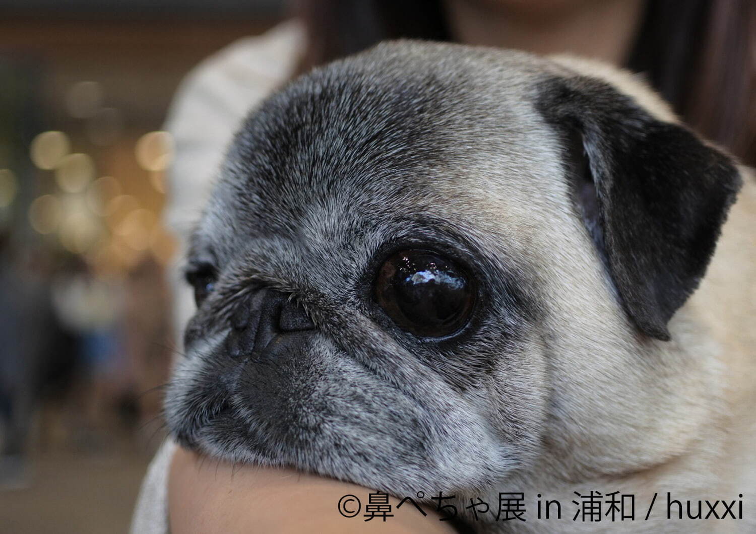 “鼻ぺちゃ犬”の合同写真展＆物販展が埼玉・浦和に初上陸、チワワの作品やパグの限定グッズ｜写真6