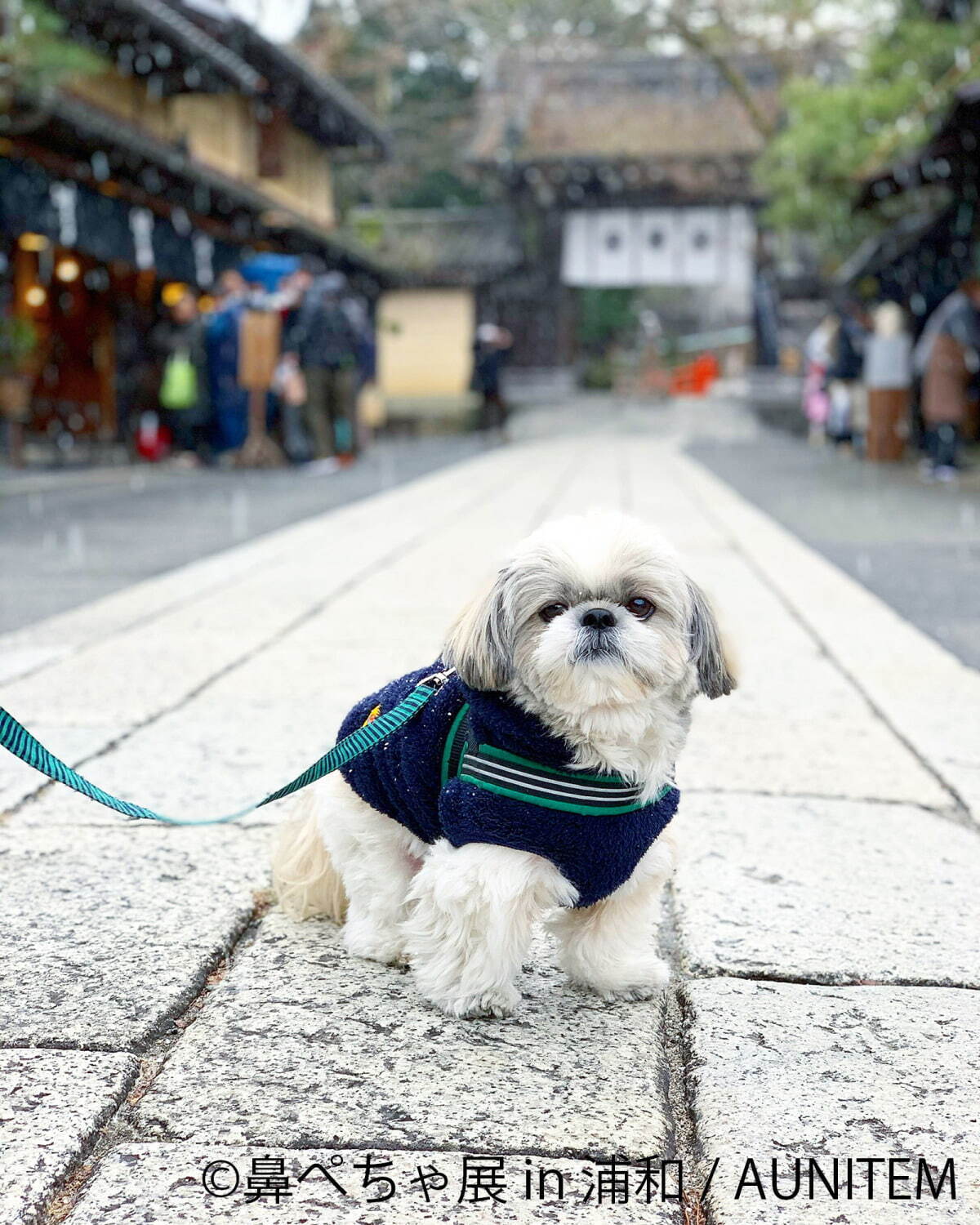 “鼻ぺちゃ犬”の合同写真展＆物販展が埼玉・浦和に初上陸、チワワの作品やパグの限定グッズ｜写真4