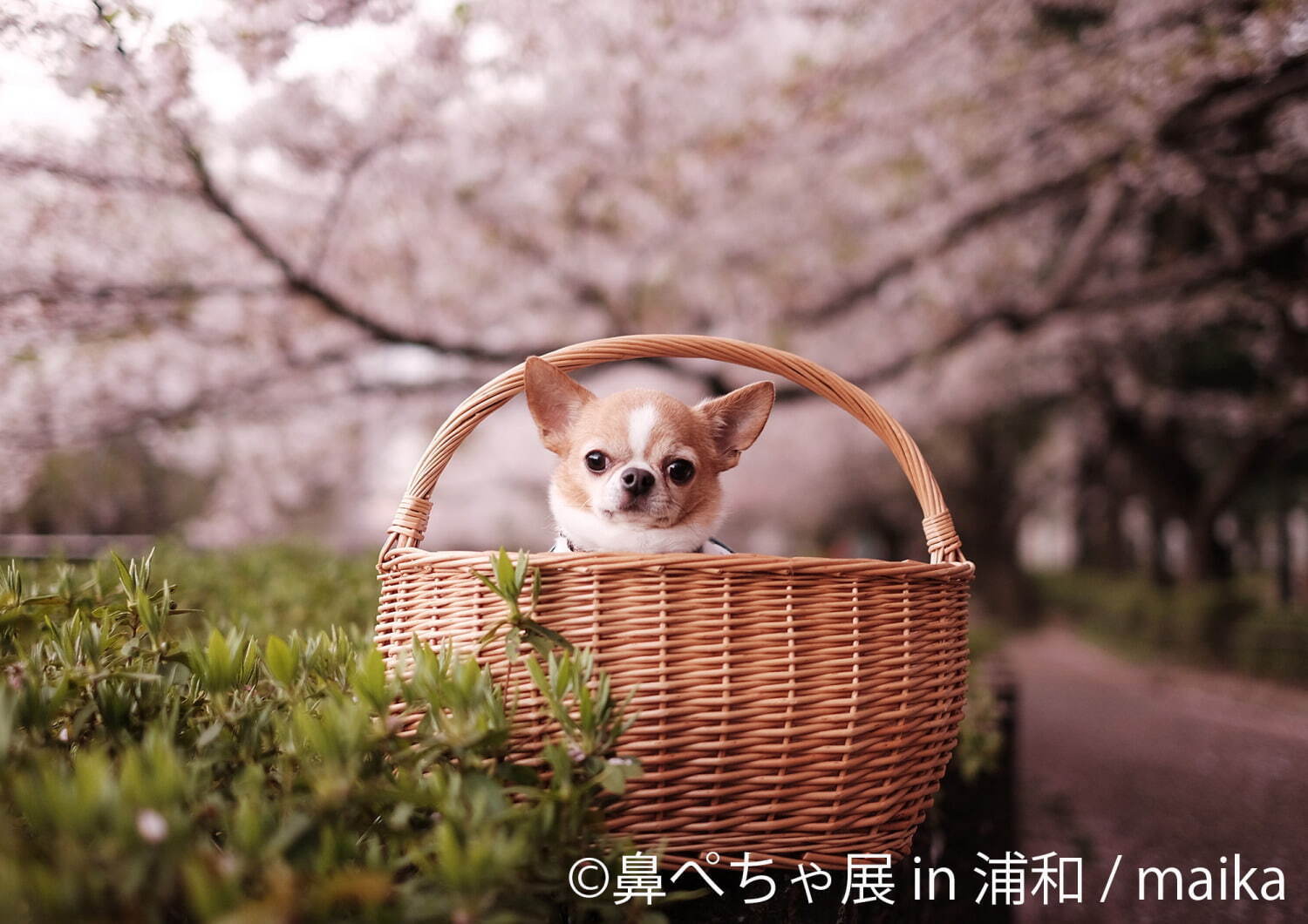 鼻ぺちゃ犬 の合同写真展 物販展が埼玉 浦和に初上陸 チワワの作品やパグの限定グッズ ファッションプレス 鼻ぺちゃ犬 の合同写真展 物販展が埼玉 浦和に初上陸 チワワの作品やパグの限定グッズ ファッションプレス
