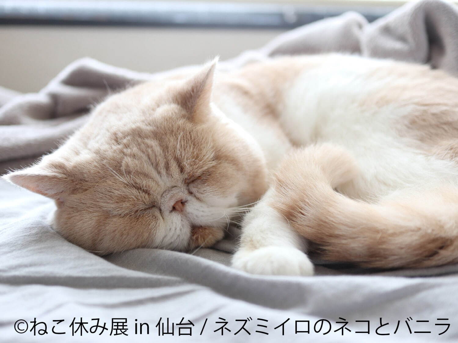 「ねこ休み展」仙台で初開催 - 猫クリエイターの合同写真展＆物販、愛らしい猫のハンドメイドグッズも｜写真10