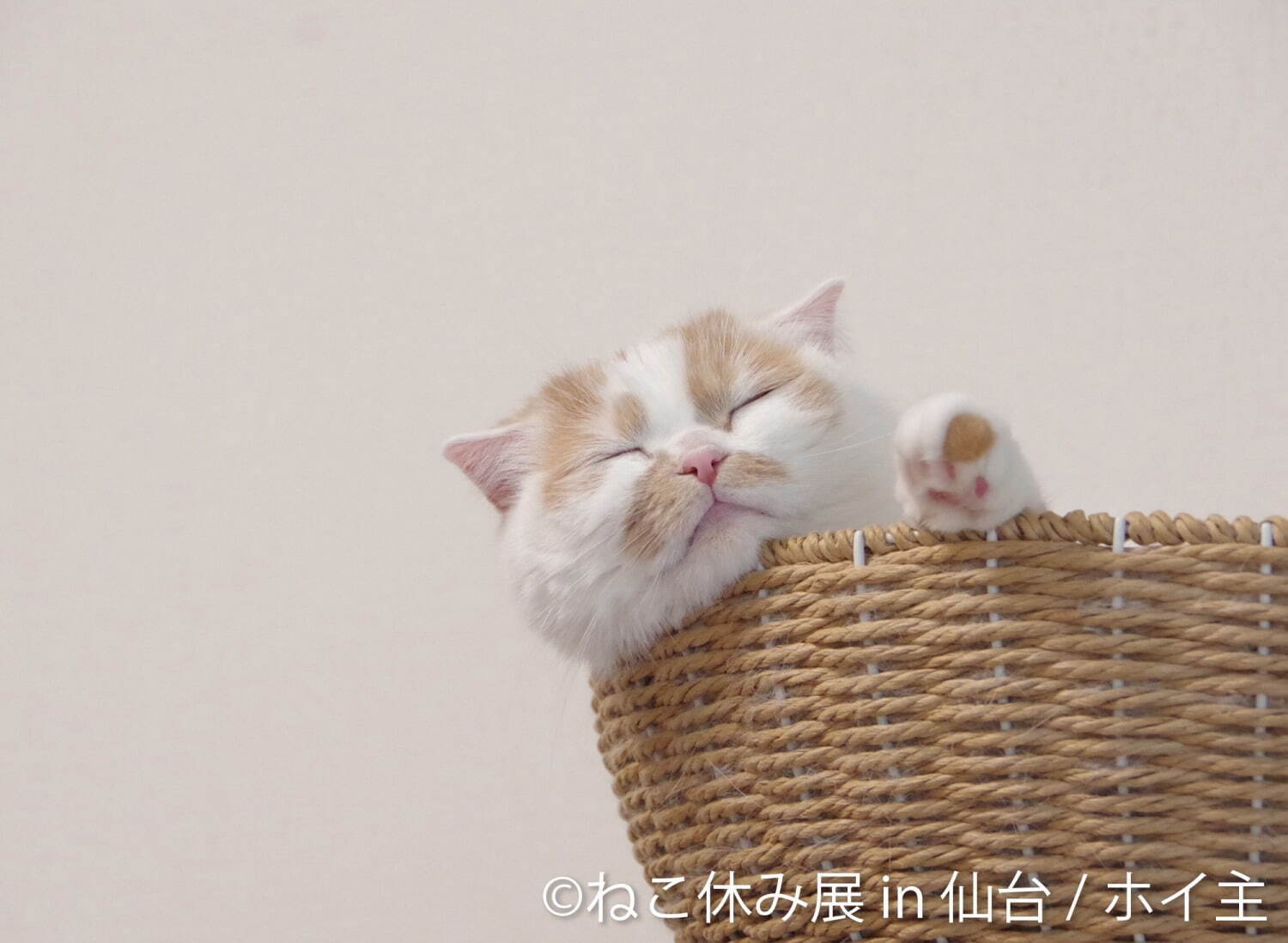 「ねこ休み展」仙台で初開催 - 猫クリエイターの合同写真展＆物販、愛らしい猫のハンドメイドグッズも｜写真12