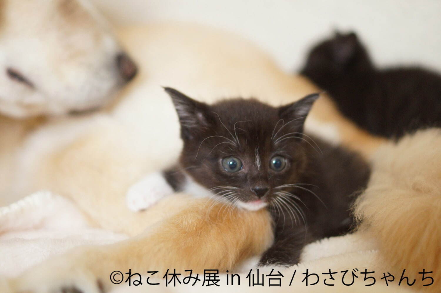 「ねこ休み展」仙台で初開催 - 猫クリエイターの合同写真展＆物販、愛らしい猫のハンドメイドグッズも｜写真13