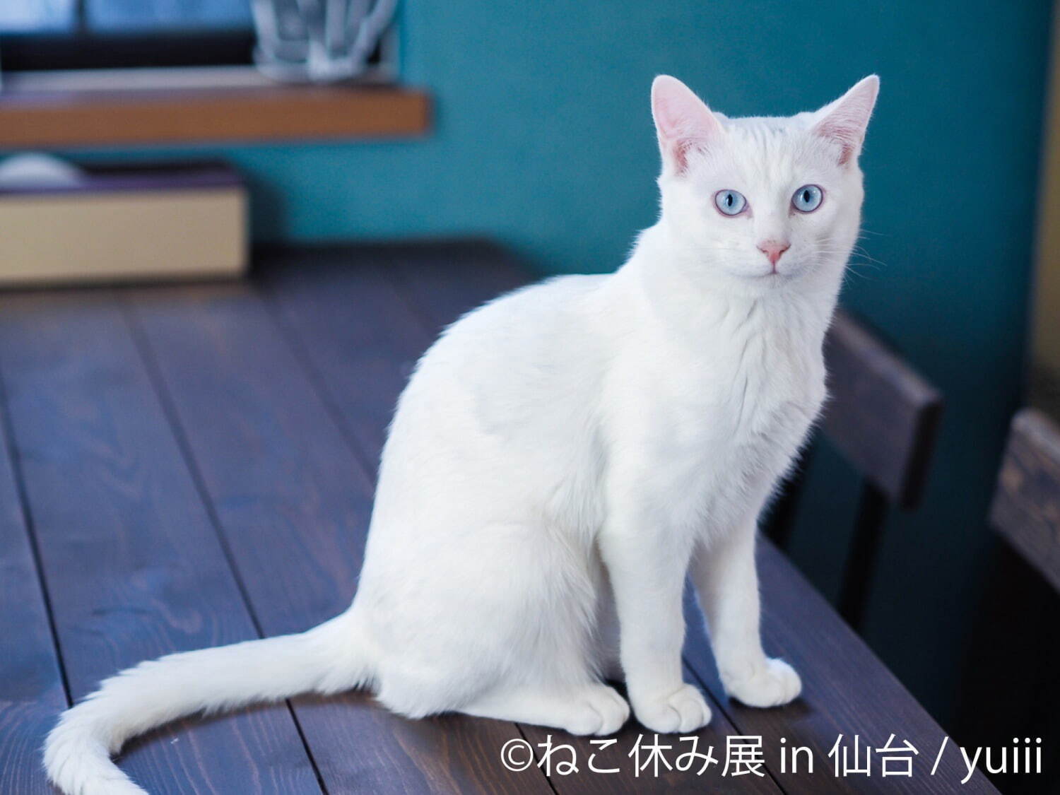 「ねこ休み展」仙台で初開催 - 猫クリエイターの合同写真展＆物販、愛らしい猫のハンドメイドグッズも｜写真9