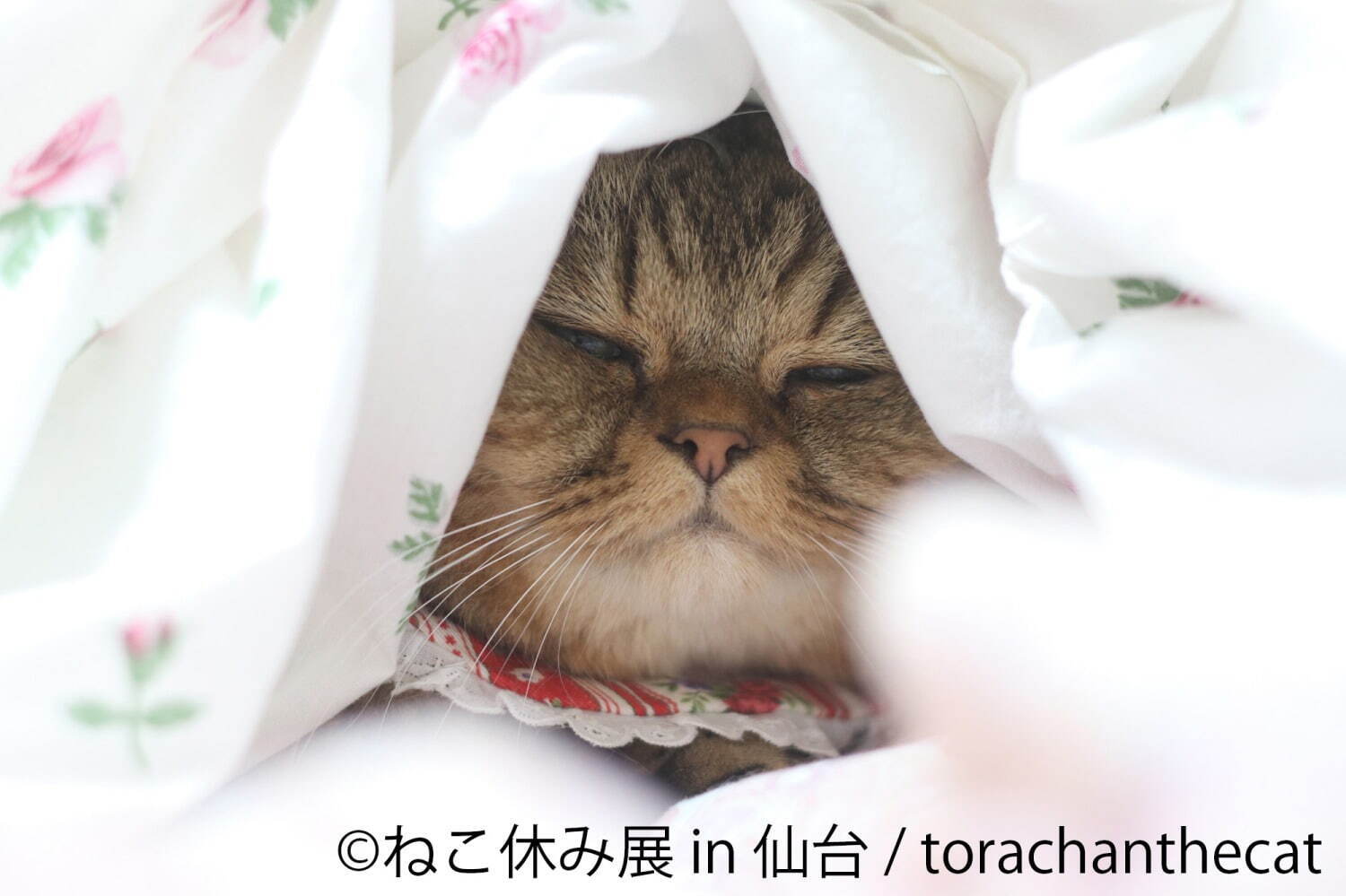 「ねこ休み展」仙台で初開催 - 猫クリエイターの合同写真展＆物販、愛らしい猫のハンドメイドグッズも｜写真8