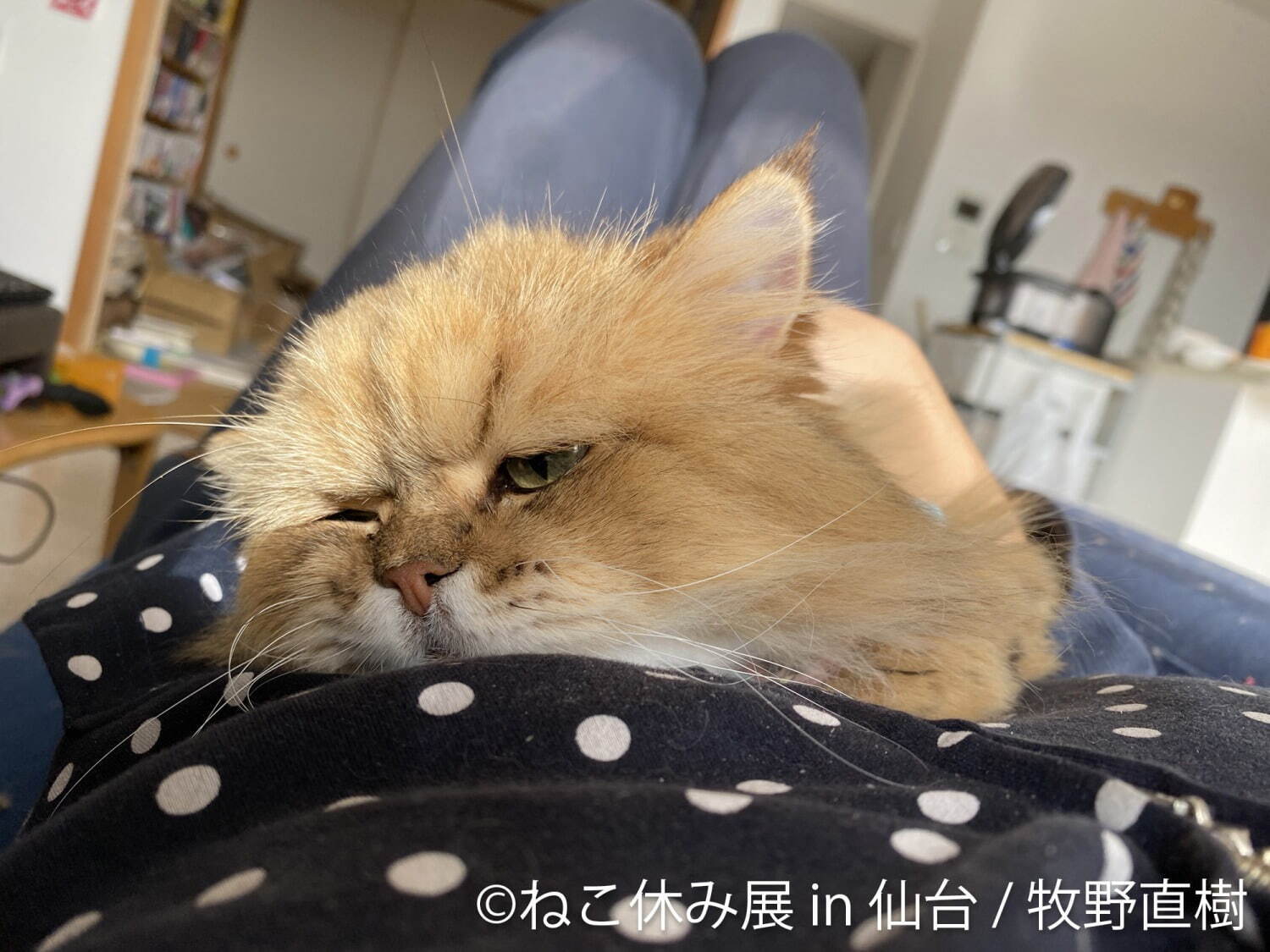 ねこ休み展 仙台で初開催 猫クリエイターの合同写真展 物販 愛らしい猫のハンドメイドグッズも ファッションプレス ねこ休み展 仙台で初開催 猫クリエイターの合同写真展 物販 愛らしい猫のハンドメイドグッズも ファッションプレス