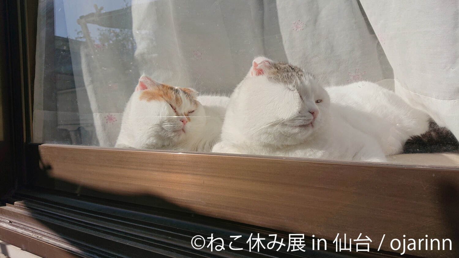 「ねこ休み展」仙台で初開催 - 猫クリエイターの合同写真展＆物販、愛らしい猫のハンドメイドグッズも｜写真6