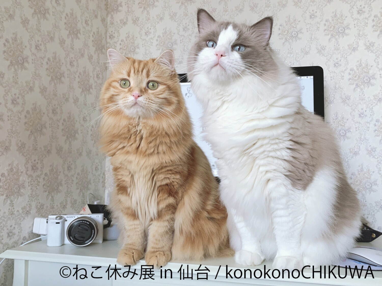 「ねこ休み展」仙台で初開催 - 猫クリエイターの合同写真展＆物販、愛らしい猫のハンドメイドグッズも｜写真3