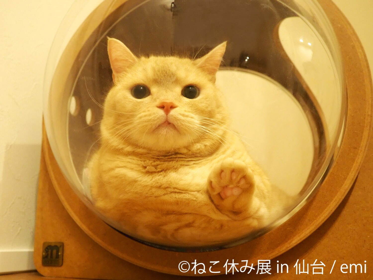 「ねこ休み展」仙台で初開催 - 猫クリエイターの合同写真展＆物販、愛らしい猫のハンドメイドグッズも｜写真2