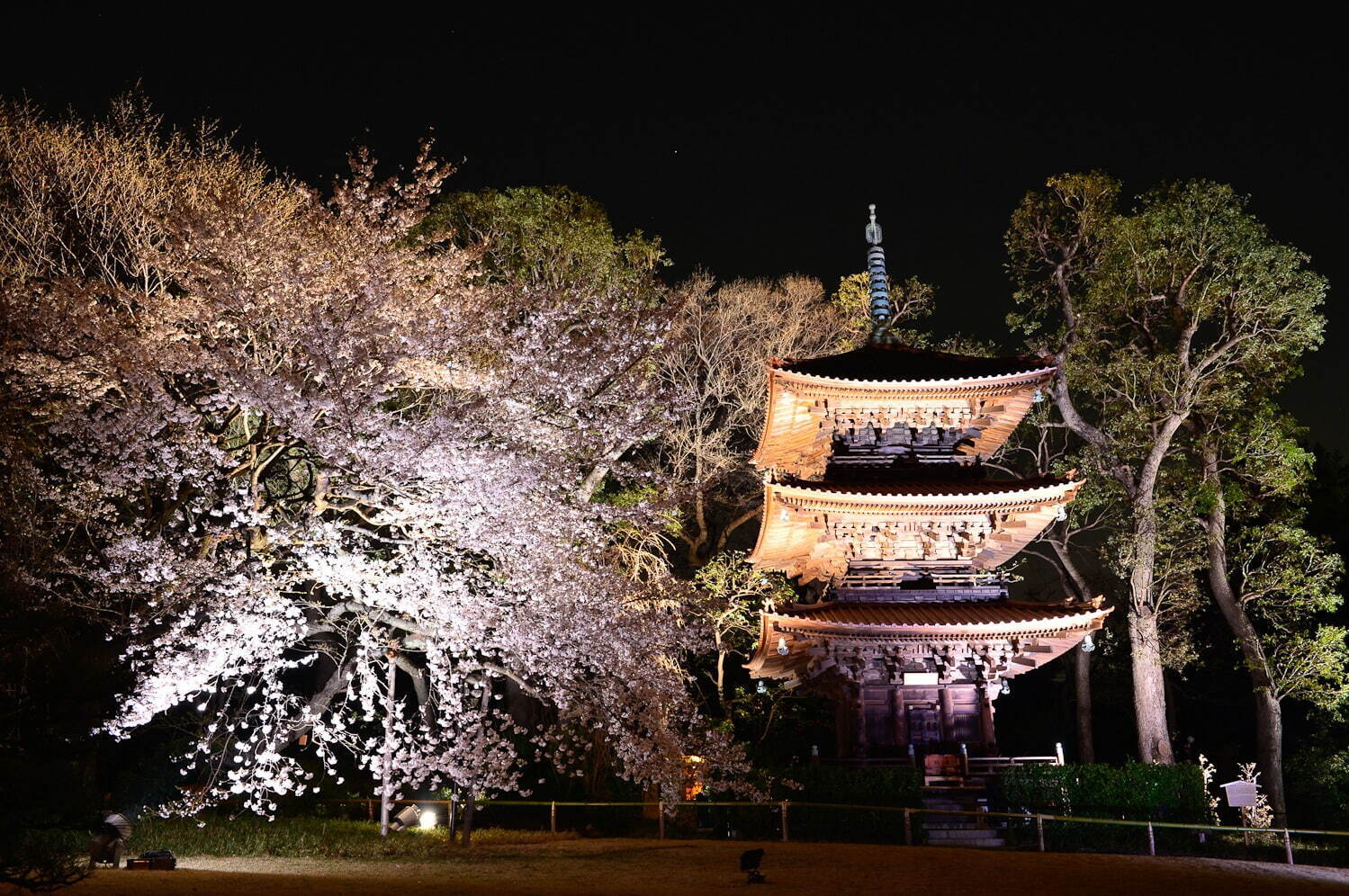 ホテル椿山荘東京の桜スイーツ、紅茶と共に霧で包まれる幻想的な庭園を眺めながら｜写真4