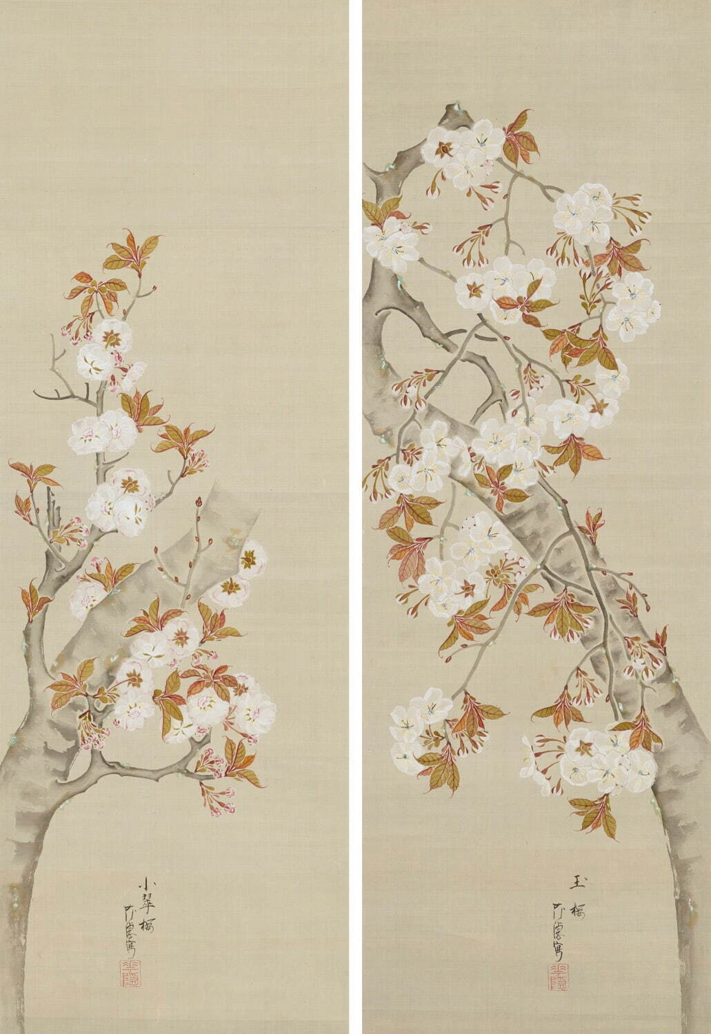 桜花図 広瀬花隠筆 江戸時代・19世紀 東京国立博物館蔵［2021年3月9日(火)～4月18日(日)・本館8室］