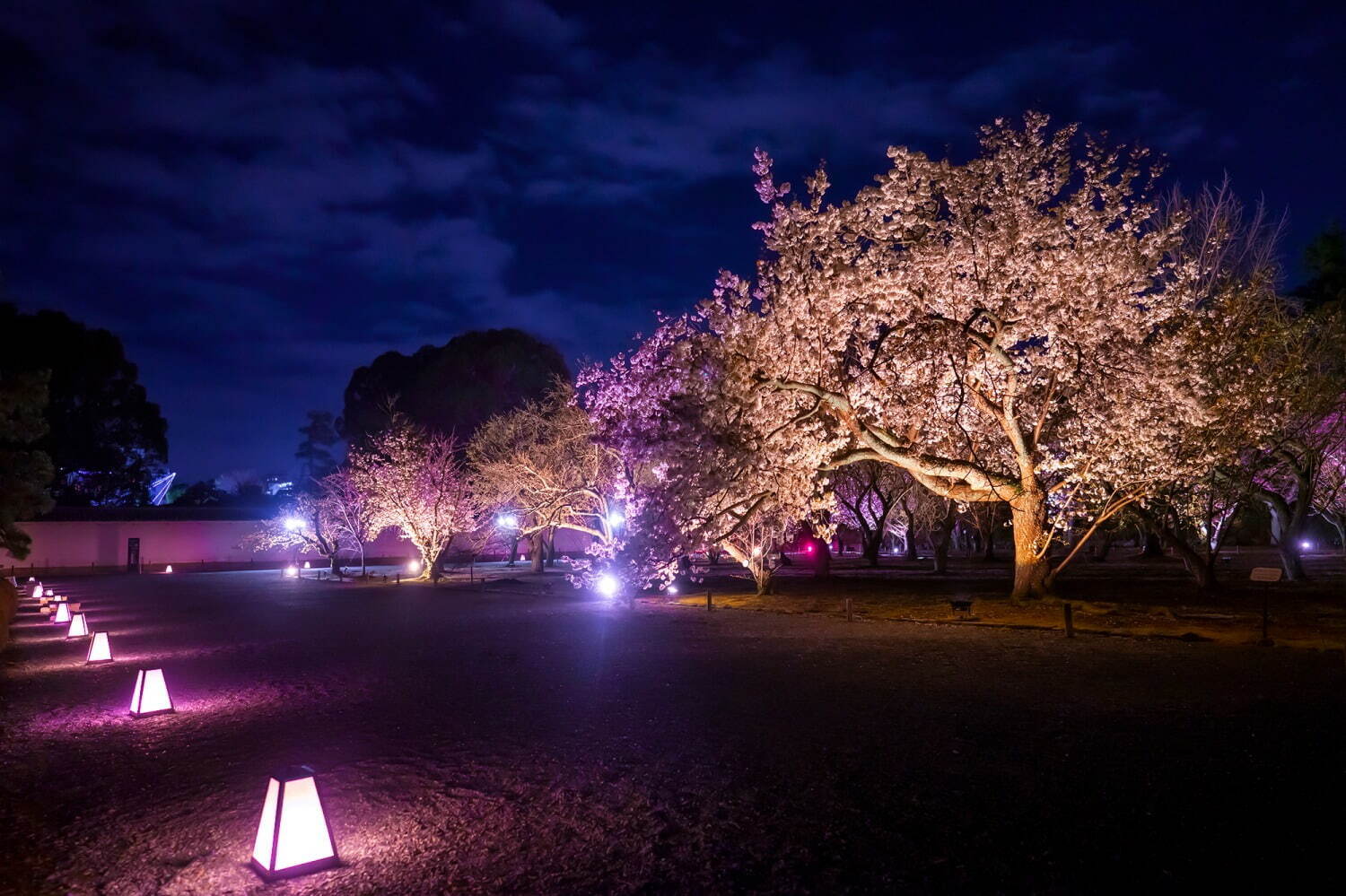 花の体感型アート展「ネイキッド フラワーズ」京都・二条城で、夜桜×アートのプロジェクションマッピング｜写真5