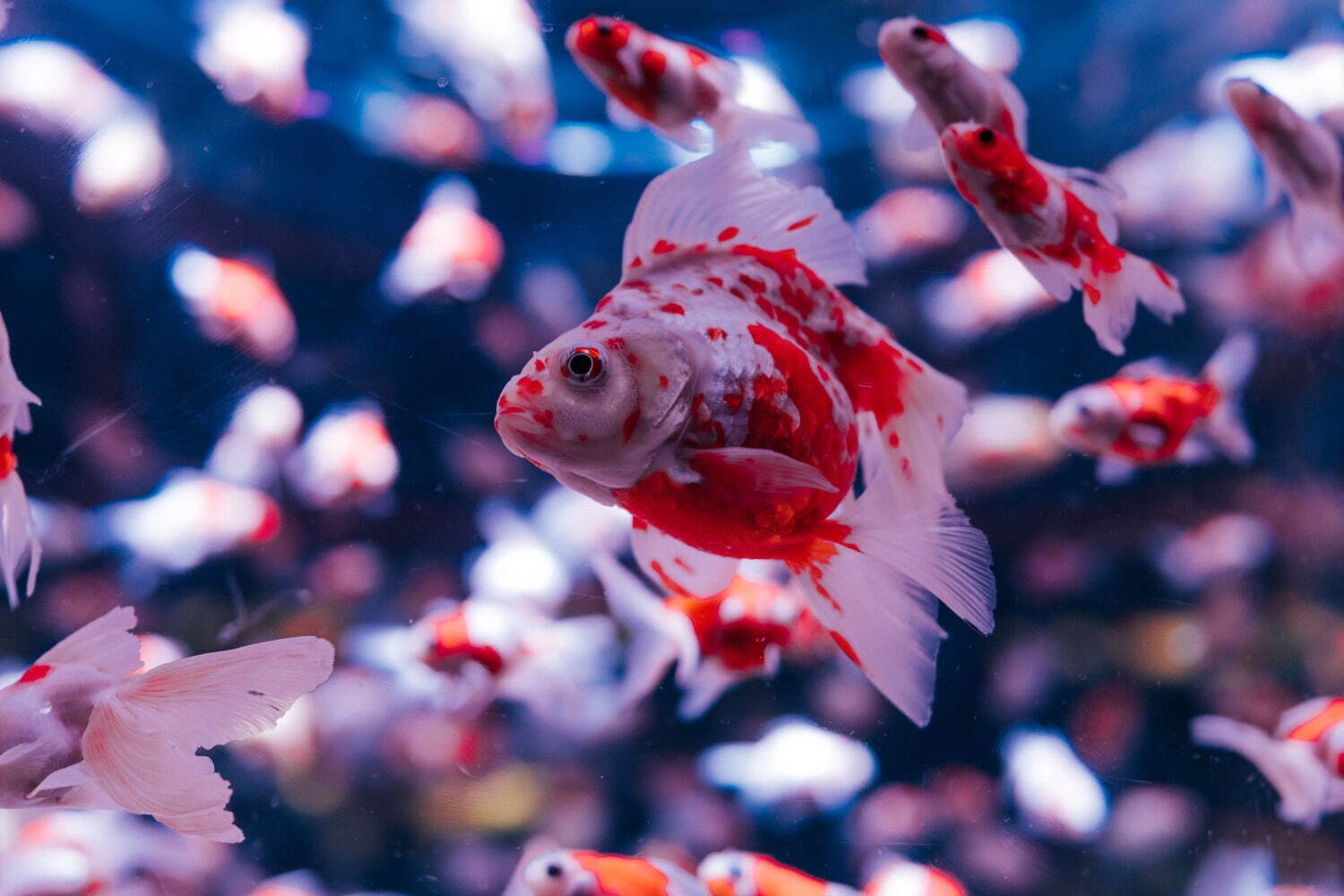 アートアクアリウム美術館 桜色の空間 で金魚とお花見 春イベント 桜金魚 舞い泳ぐ 日本橋で ファッションプレス