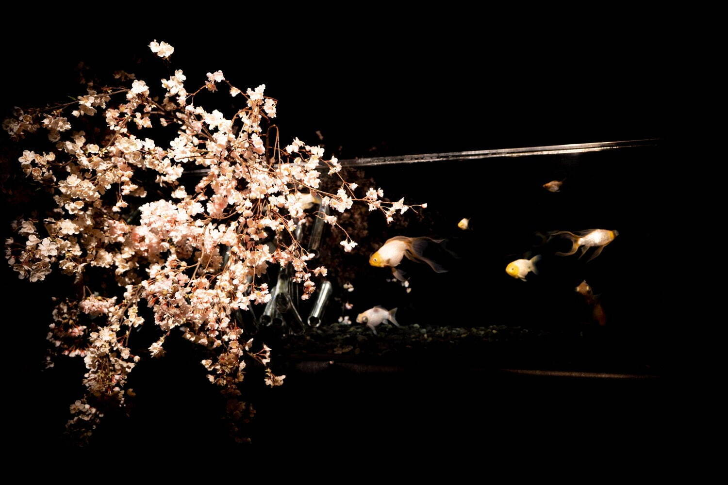 アートアクアリウム美術館“桜色の空間”で金魚とお花見、春イベント「桜金魚 舞い泳ぐ」日本橋で｜写真15