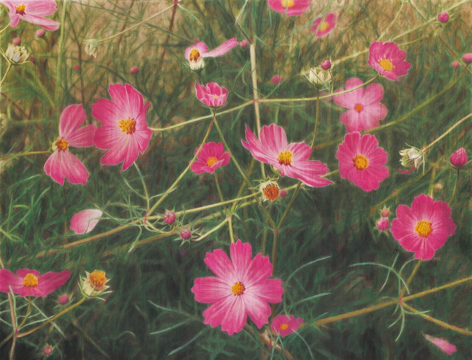 《コスモス》2000-07 色鉛筆・墨/紙