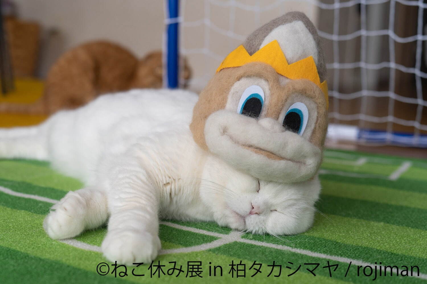 猫の合同写真展「ねこ休み展」千葉・柏タカシマヤで、ほっこり