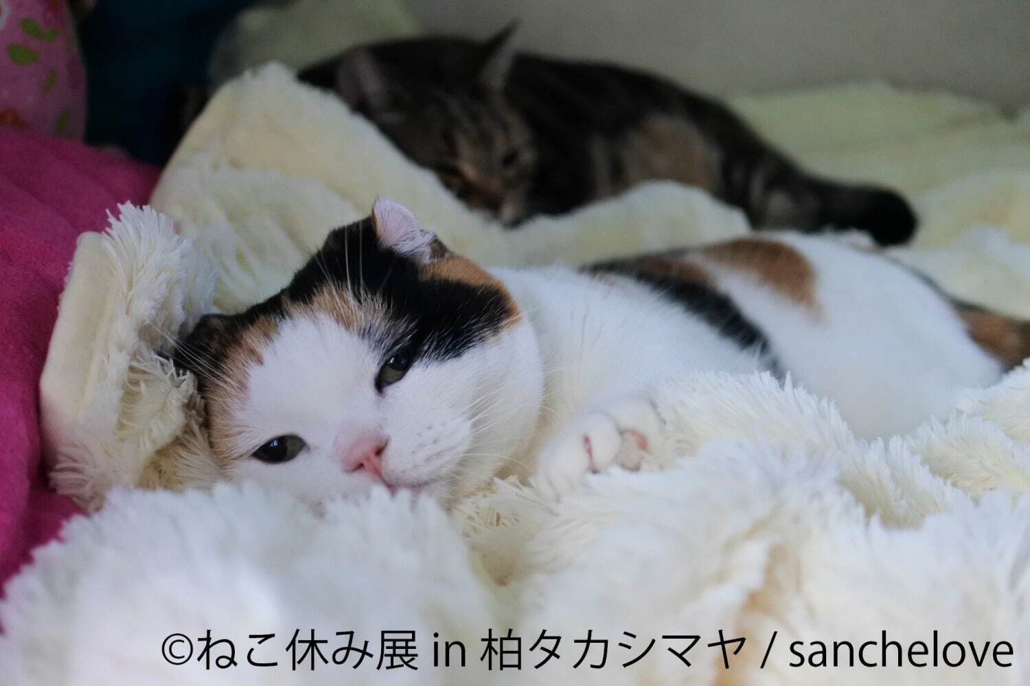 猫の合同写真展「ねこ休み展」千葉・柏タカシマヤで、ほっこり癒し系猫写真を展示＆グッズ販売も｜写真1