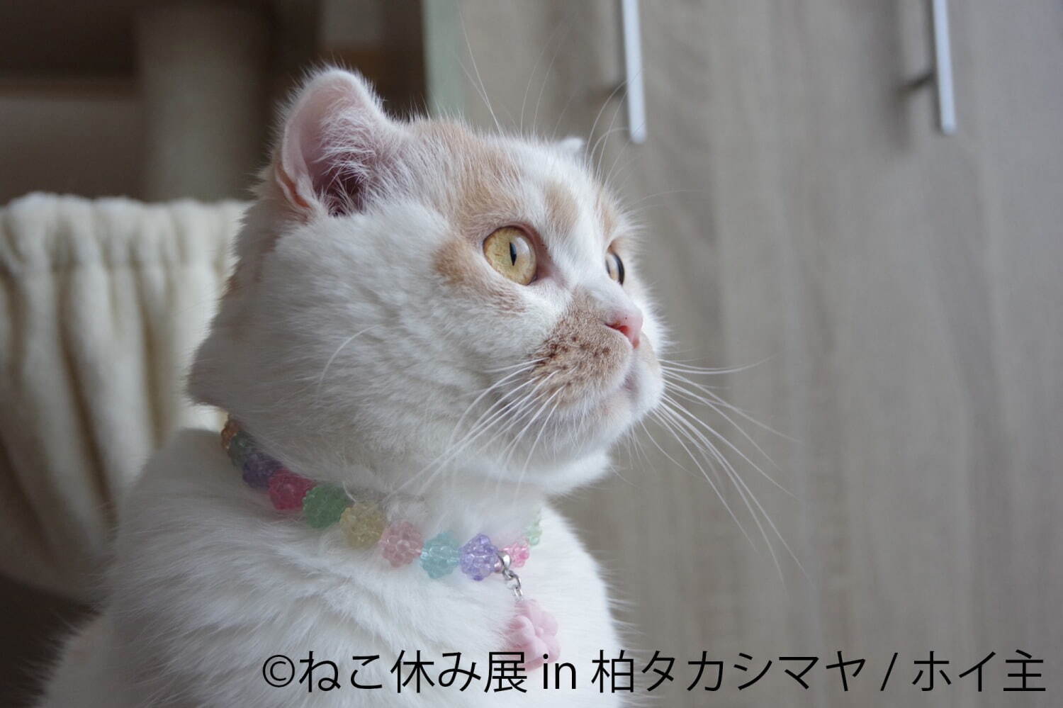 猫の合同写真展「ねこ休み展」千葉・柏タカシマヤで、ほっこり癒し系猫写真を展示＆グッズ販売も｜写真3