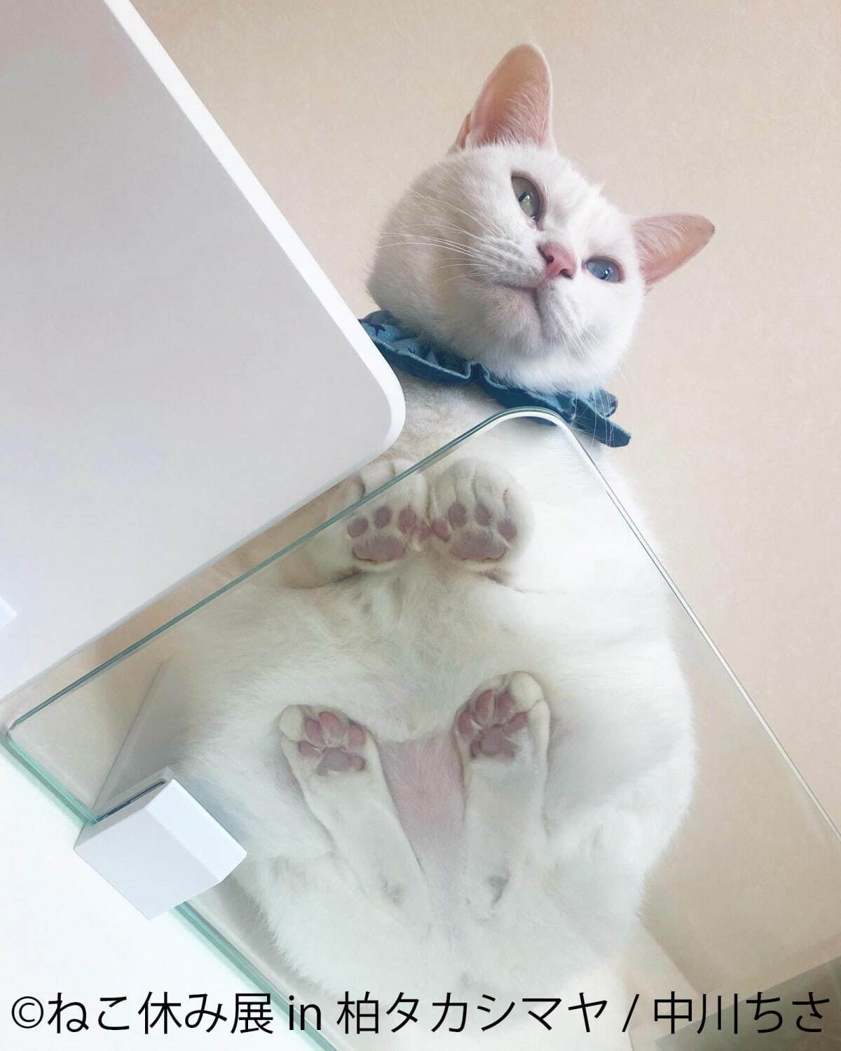 猫の合同写真展 ねこ休み展 千葉 柏タカシマヤで ほっこり癒し系猫写真を展示 グッズ販売も ファッションプレス