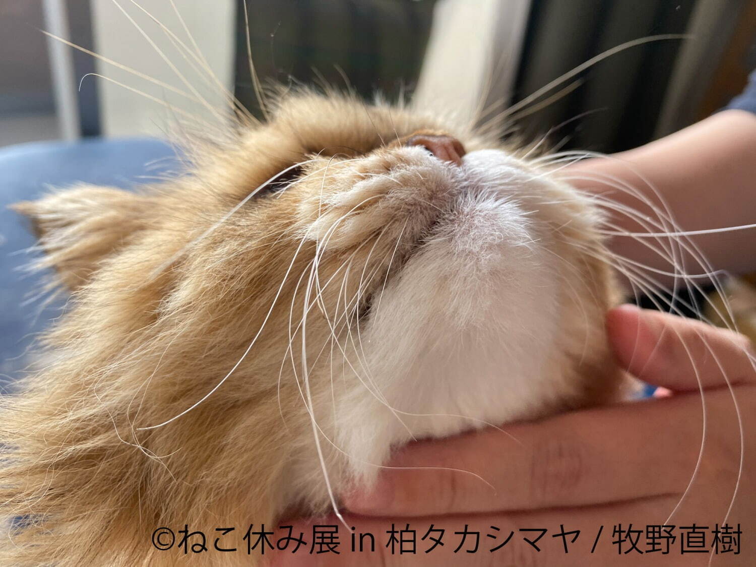 猫の合同写真展「ねこ休み展」千葉・柏タカシマヤで、ほっこり癒し系猫写真を展示＆グッズ販売も｜写真5