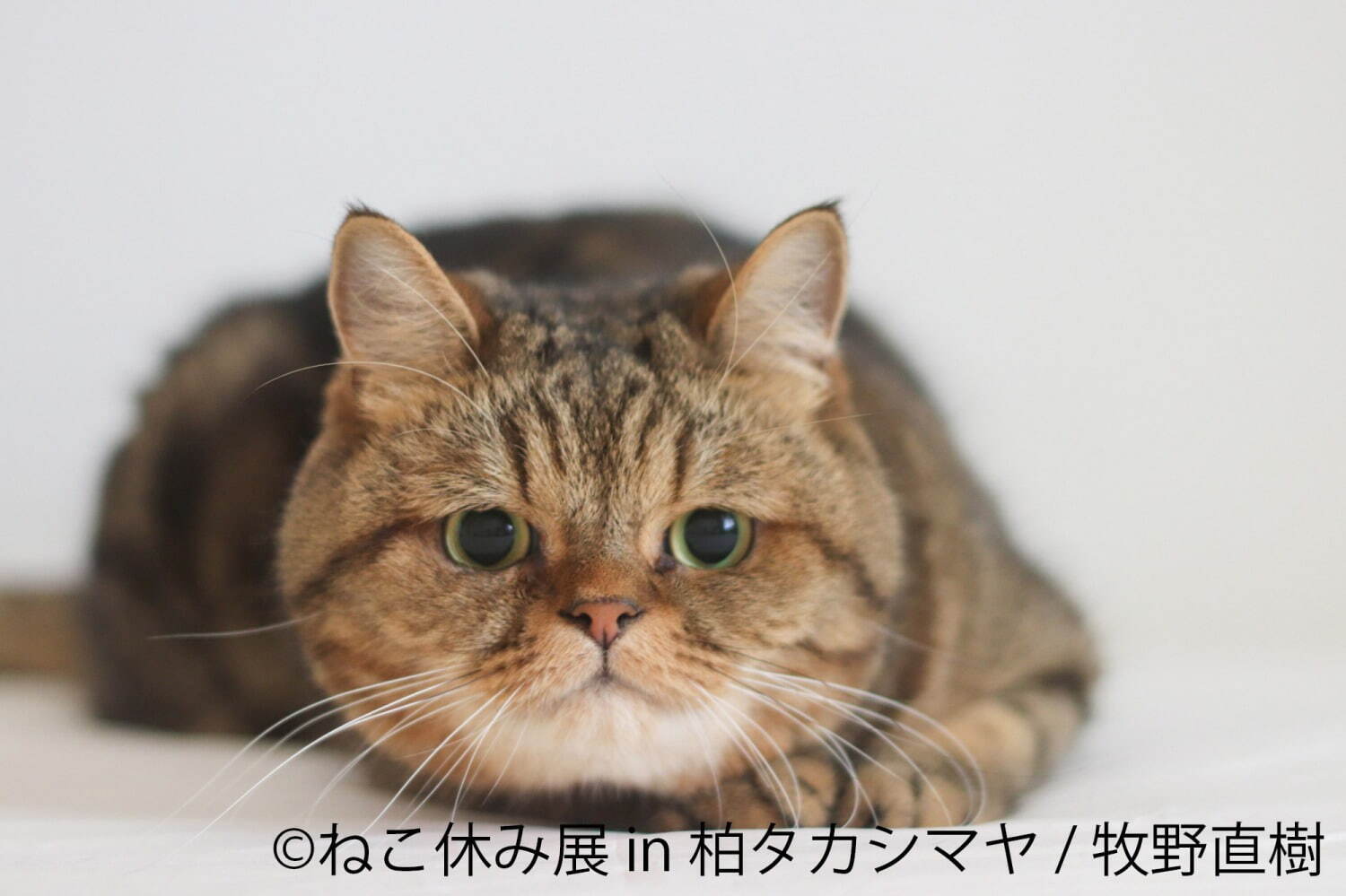 猫の合同写真展「ねこ休み展」千葉・柏タカシマヤで、ほっこり癒し系猫写真を展示＆グッズ販売も｜写真2
