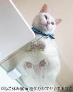 猫の合同写真展「ねこ休み展」千葉・柏タカシマヤで、ほっこり癒し系猫写真を展示＆グッズ販売も｜写真4