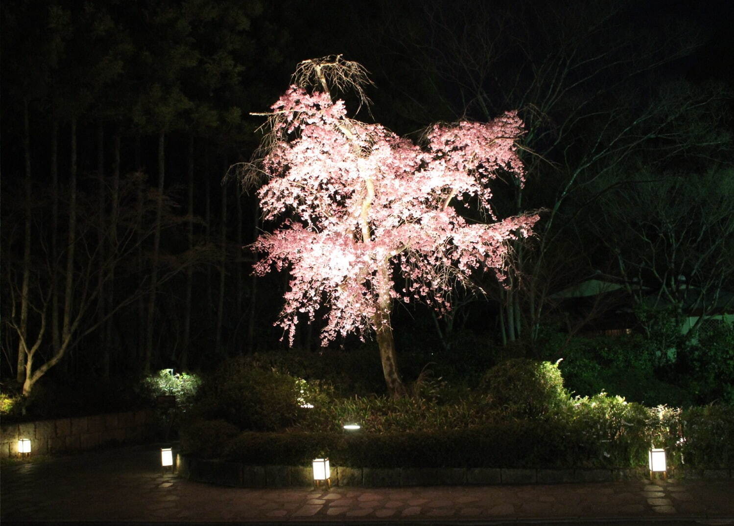 ザ・プリンス 京都宝ヶ池「夜桜のライトアップ」を愉しむ限定バー、“いちごづくし”パフェも｜写真2
