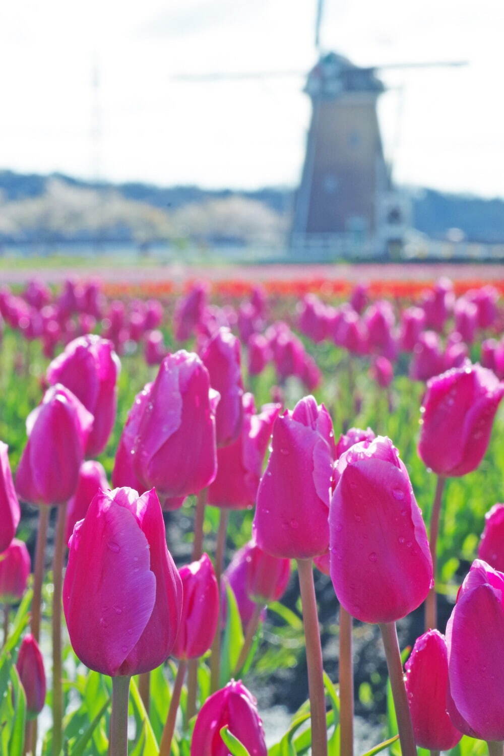 「佐倉チューリップフェスタ」30万本が花開くカラフルチューリップ畑が千葉に｜写真1