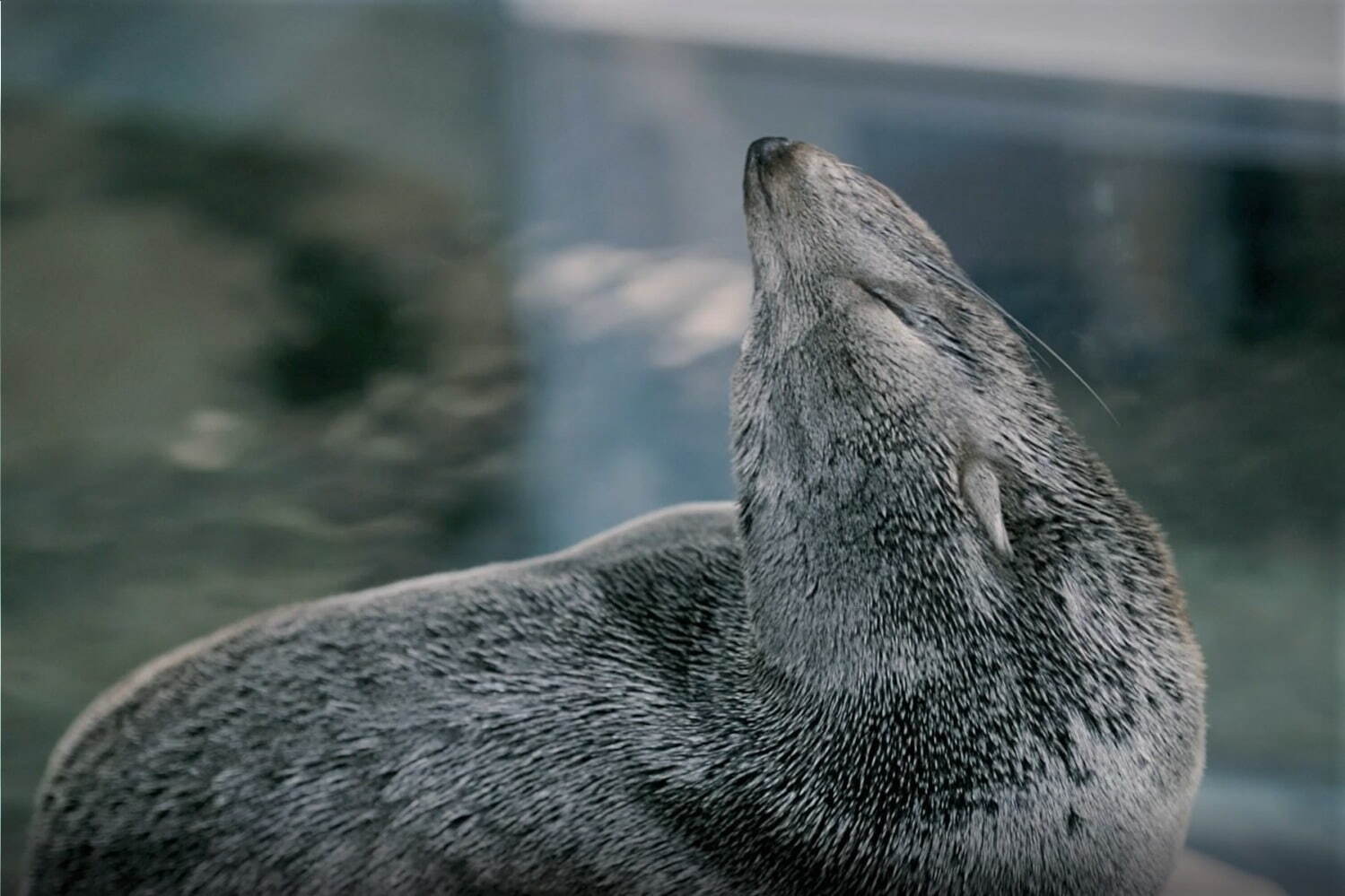 京都水族館「夜のすいぞくかん」幻想的な照明で空間演出、夜ならではのいきものたちの姿も｜写真4