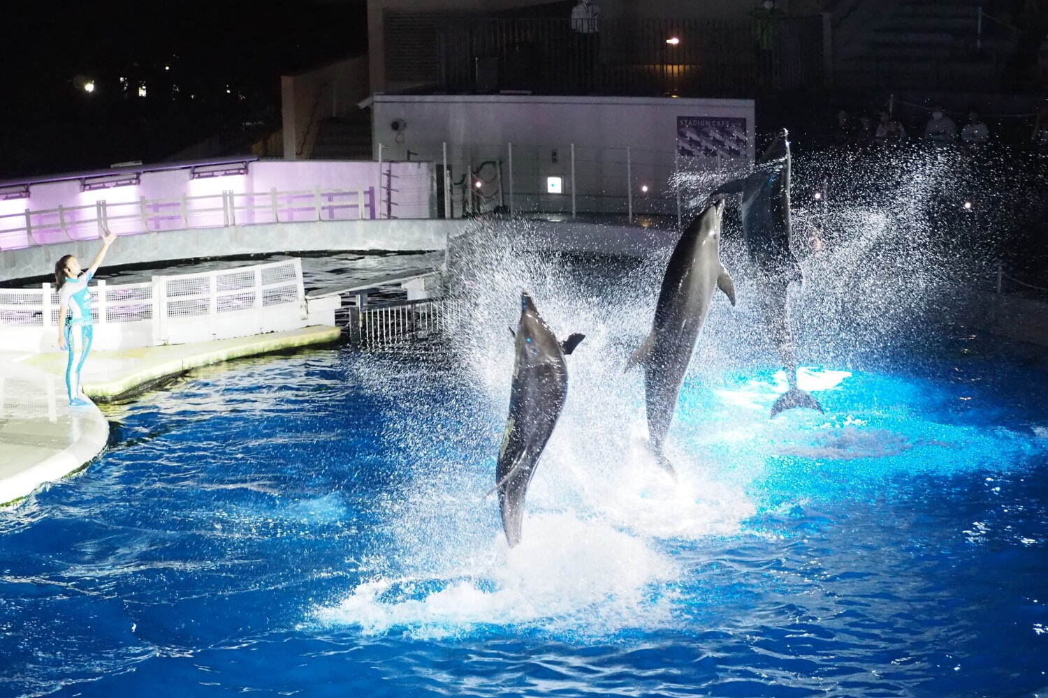 京都水族館「夜のすいぞくかん」幻想的な照明で空間演出、夜ならではのいきものたちの姿も｜写真7