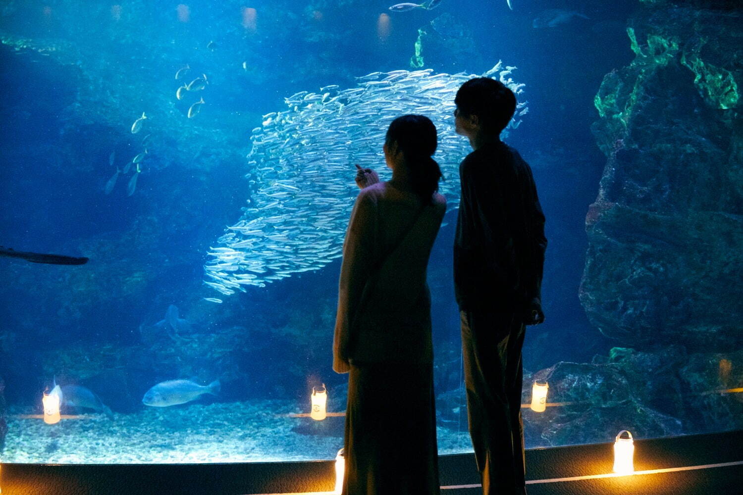 水族館｜京都水族館「夜のすいぞくかん」幻想的な照明で空間演出、夜ならではのいきものたちの姿も