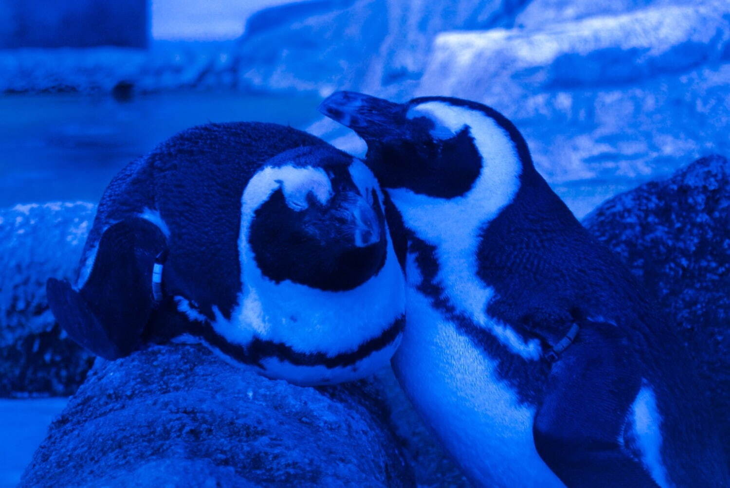 京都水族館「夜のすいぞくかん」幻想的な照明で空間演出、夜ならではのいきものたちの姿も｜写真5