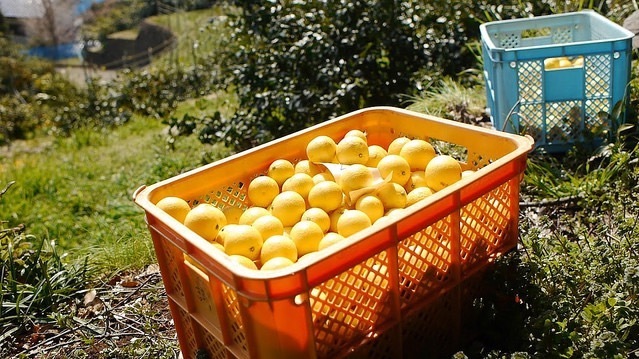 サンクトガーレン、華やかに香るオレンジ“湘南ゴールド”を使ったフルーツビールが春夏限定登場｜写真8
