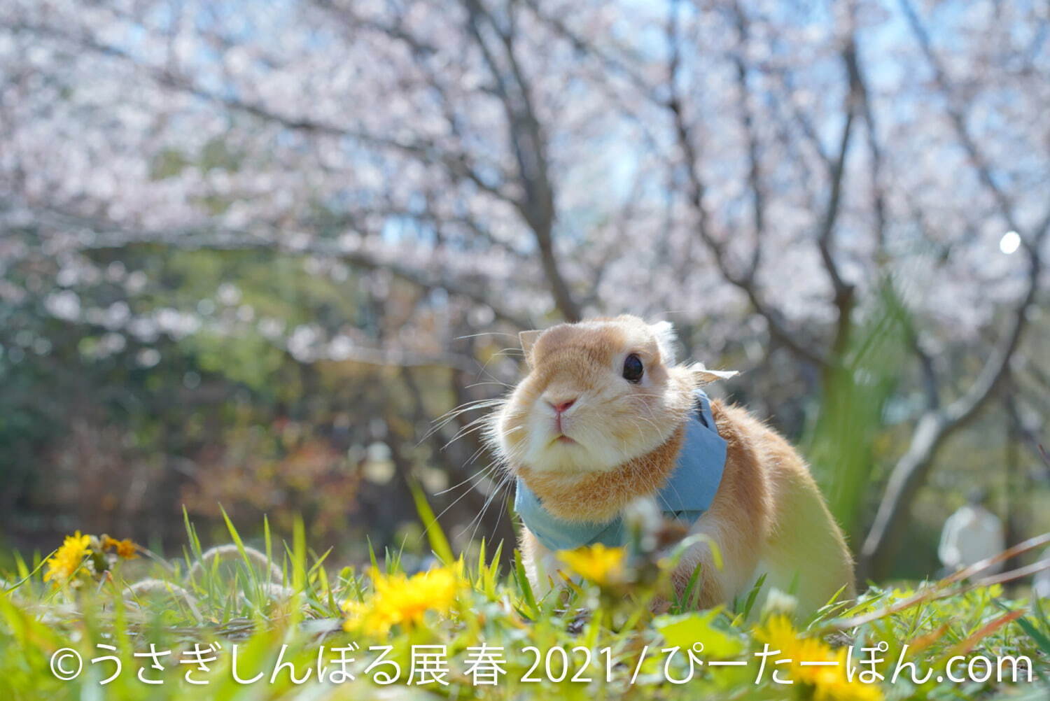 うさぎの合同写真展「うさぎしんぼる展」名古屋で、250点以上の癒やし作品＆限定グッズ販売｜写真14