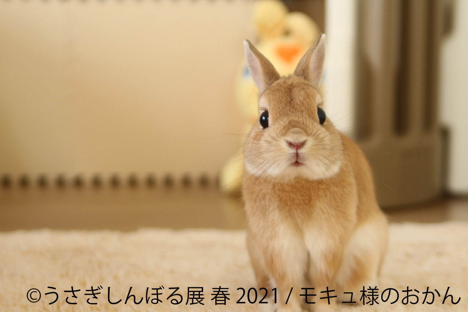 うさぎの合同写真展 うさぎしんぼる展 名古屋で 250点以上の癒やし作品 限定グッズ販売 ファッションプレス