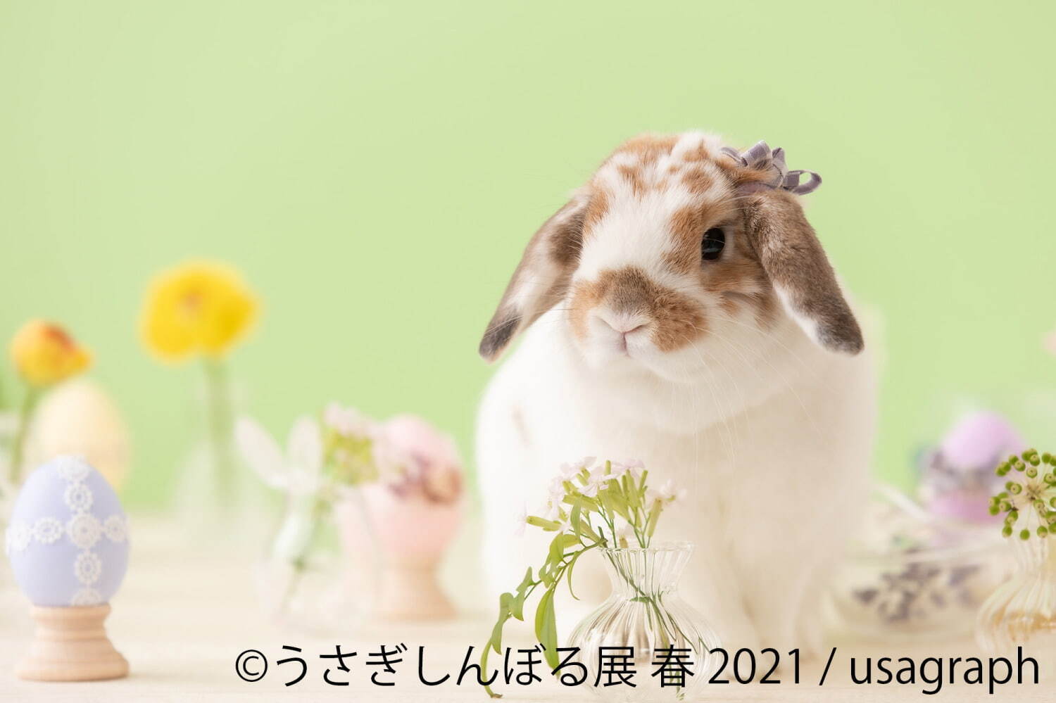 うさぎの合同写真展「うさぎしんぼる展」名古屋で、250点以上の癒やし作品＆限定グッズ販売｜写真11