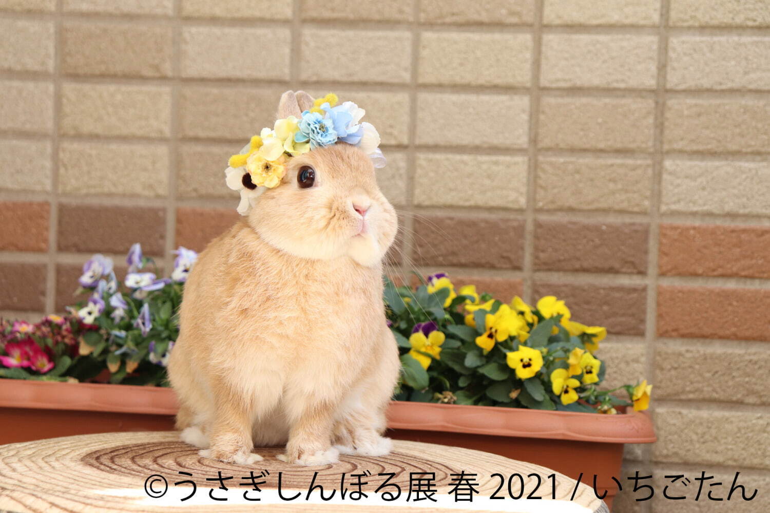 うさぎの合同写真展 うさぎしんぼる展 名古屋で 250点以上の癒やし作品 限定グッズ販売 ファッションプレス